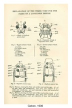 Cerambycidae Morphologie